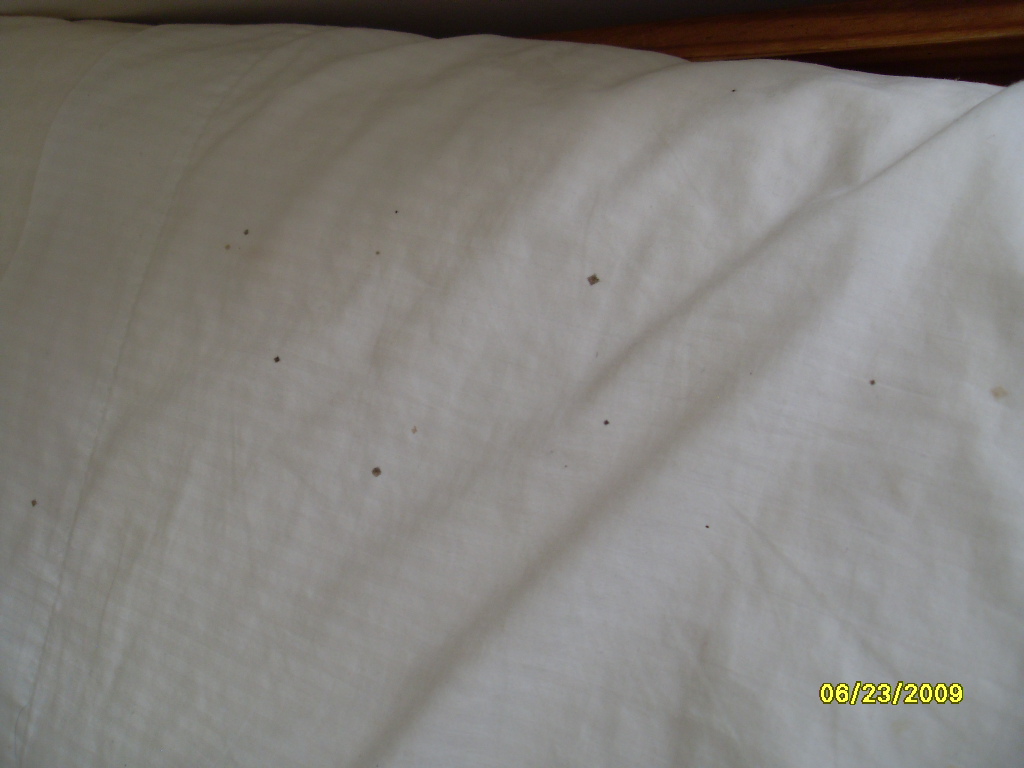 Bed Bugs Bite Test of Mattress Cover Encasement for bed bugs - baby ...