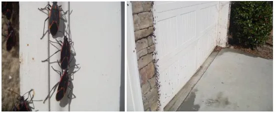 43776742 How to get rid of Boxelder Bugs