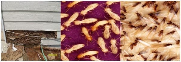 641 Termite Biology which we should know