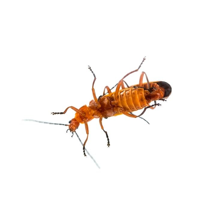 366457 Termite