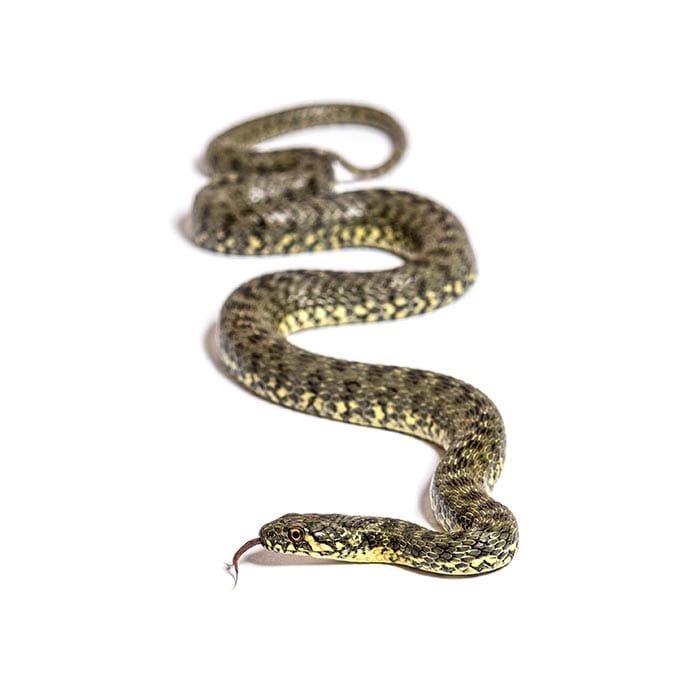blog 3252 Pine Snake