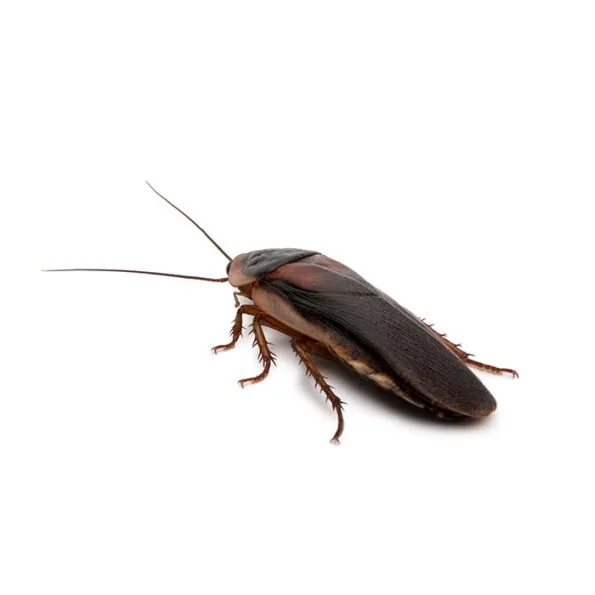 blog 342 Oriental-Cockroach