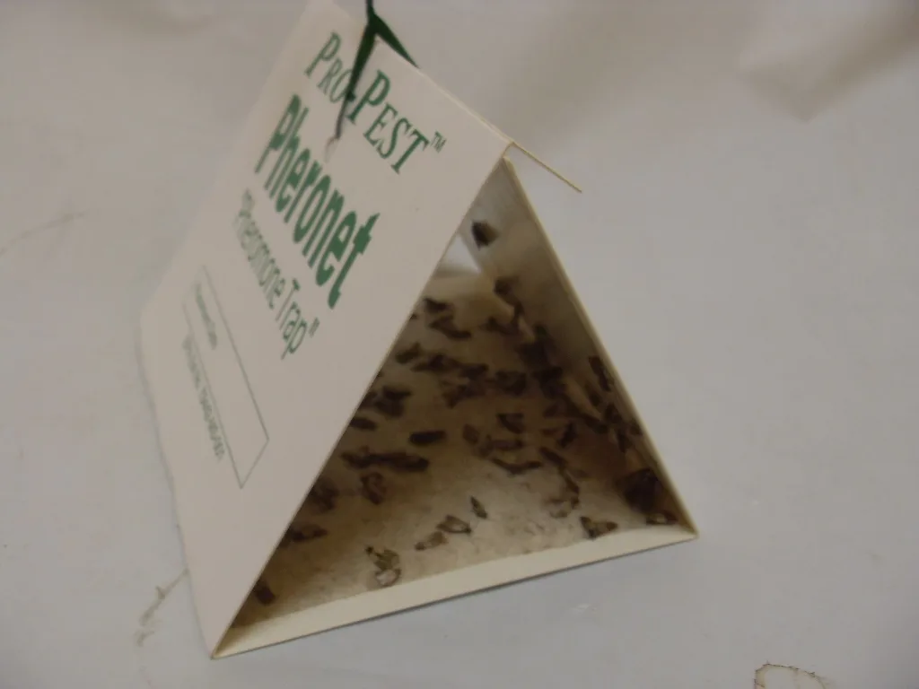 Pro-Pest Pheronet Pantry Moth and Beetle Trap - 1 Trap